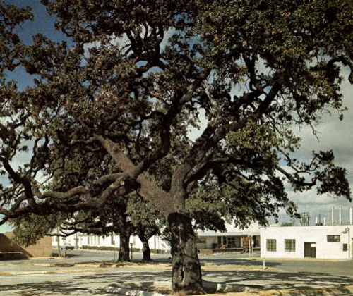 Auction Oaks-1969